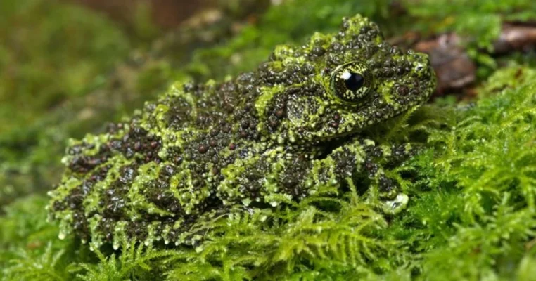 Ngụy trang là gì, thực hiện như thế nào?