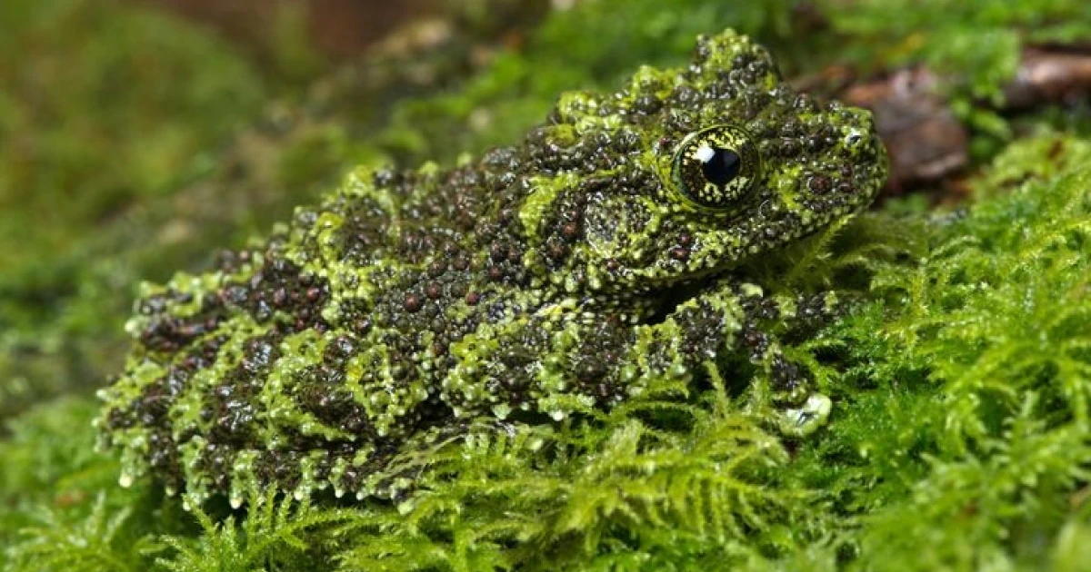 Ngụy trang là gì, thực hiện như thế nào?